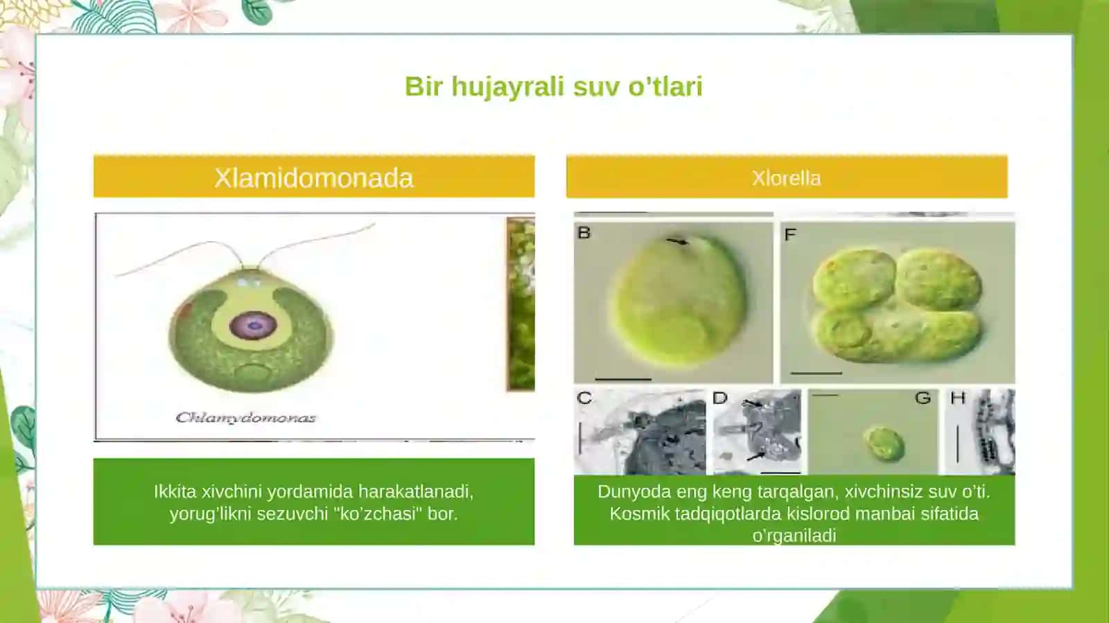 O’simliklar oliy tanasi va fiziologiyasi 4