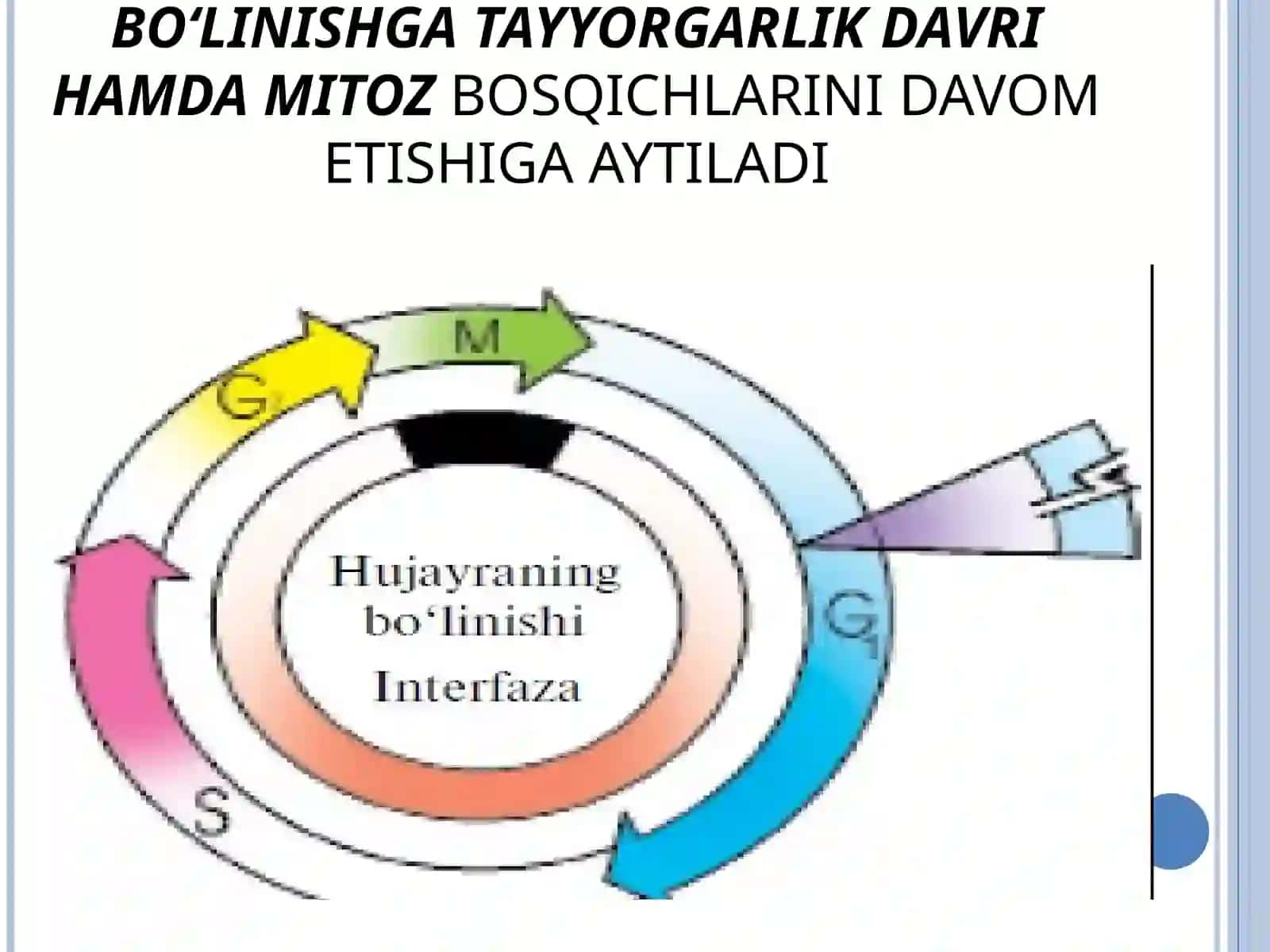 MITOZ SIKLI DEB HUJAYRANING BO‘LINISHGA TAYYORGARLIK DAVRI HAMDA MITOZBOSQICHLARINI DAVOM ETISHIGA AYTILADI 4