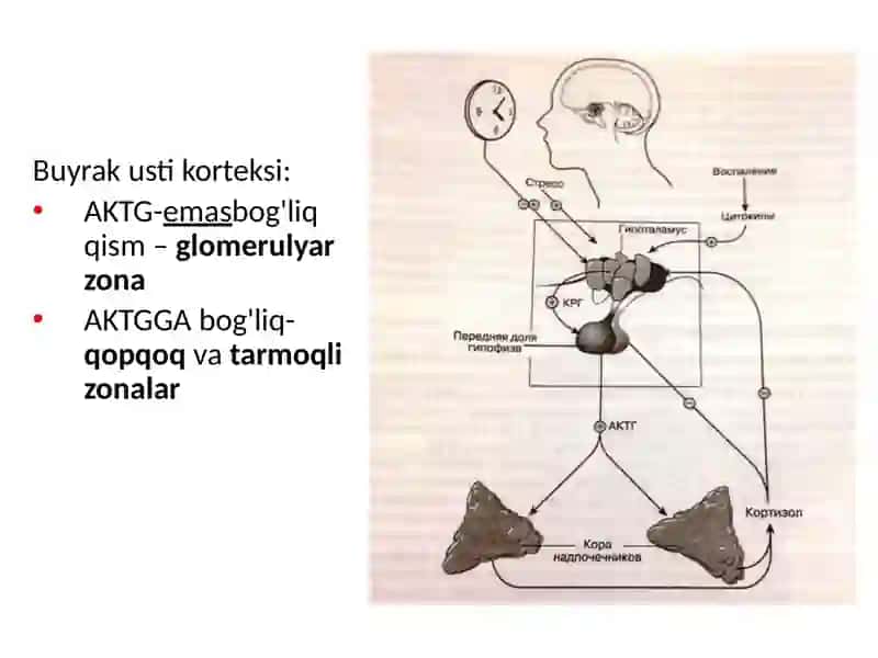 Buyrak usti bezlari 4