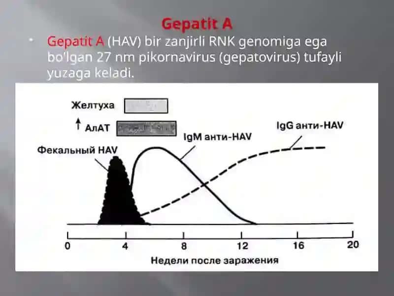"Gepatit A" 4