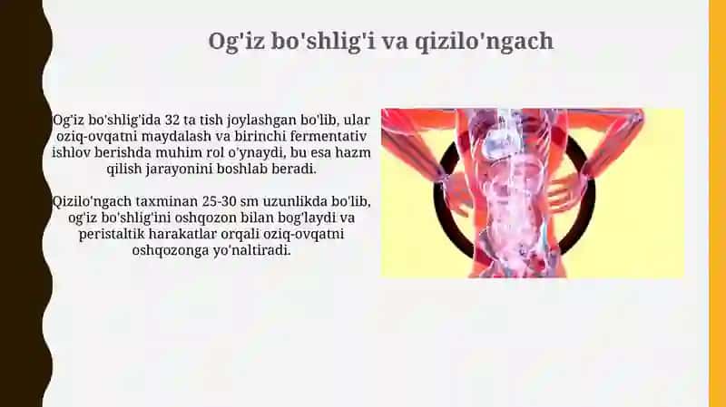 Ovqat hazm qilish tizimi 4