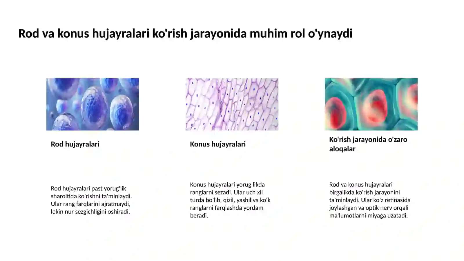 Fotoretseptor hujayralarining ultrastrukturasi va gistofiziologiyasi 4