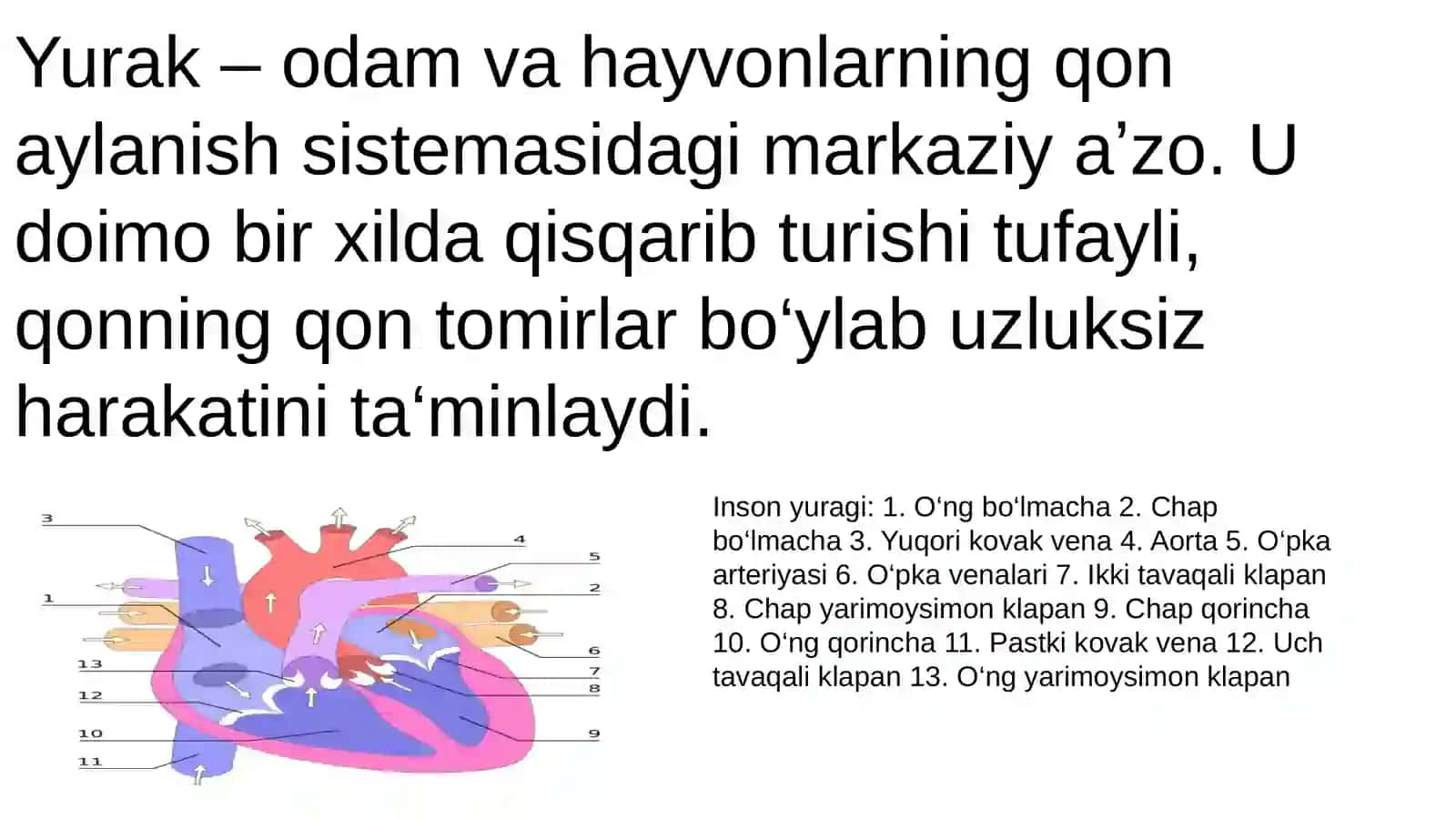 Yurakning rivojlanish nuqsonlari. Yurak va qon tomirlar rentgenanatomiyasi 4