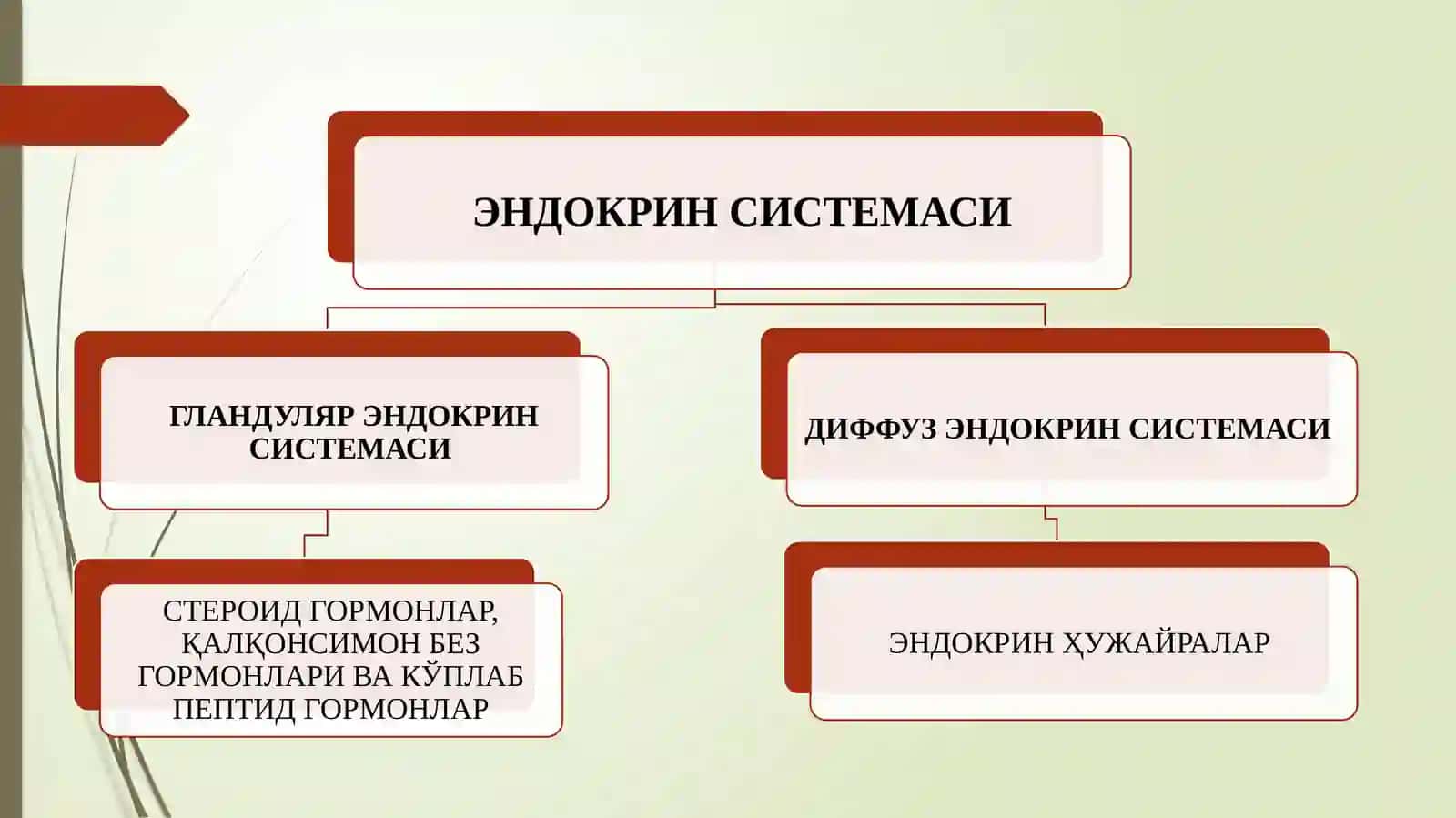 ЭНДОКРИН БЕЗЛАРИ 4