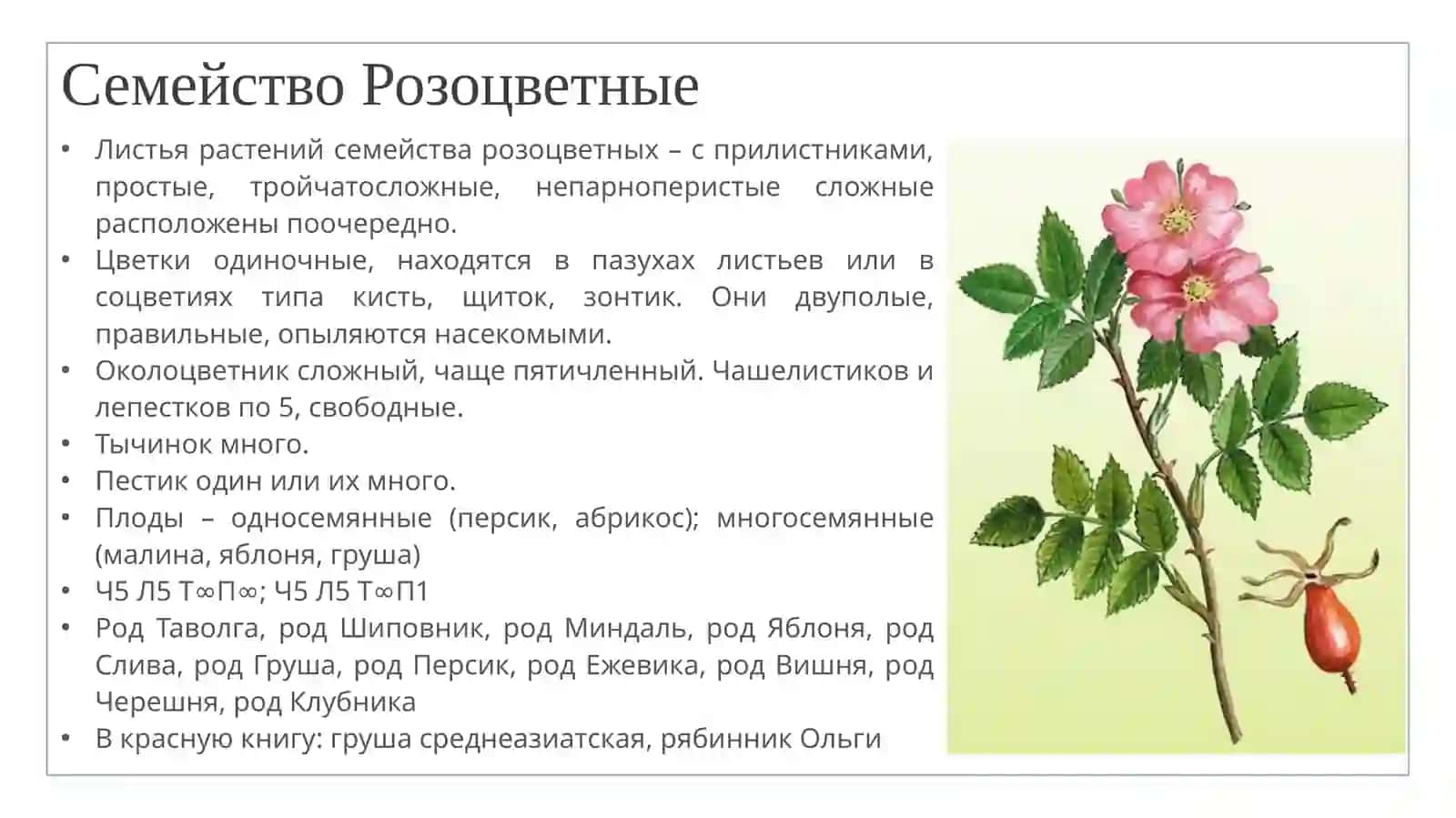 ПЯТЫЙ РАЗДЕЛ БОТАНИКИ 4