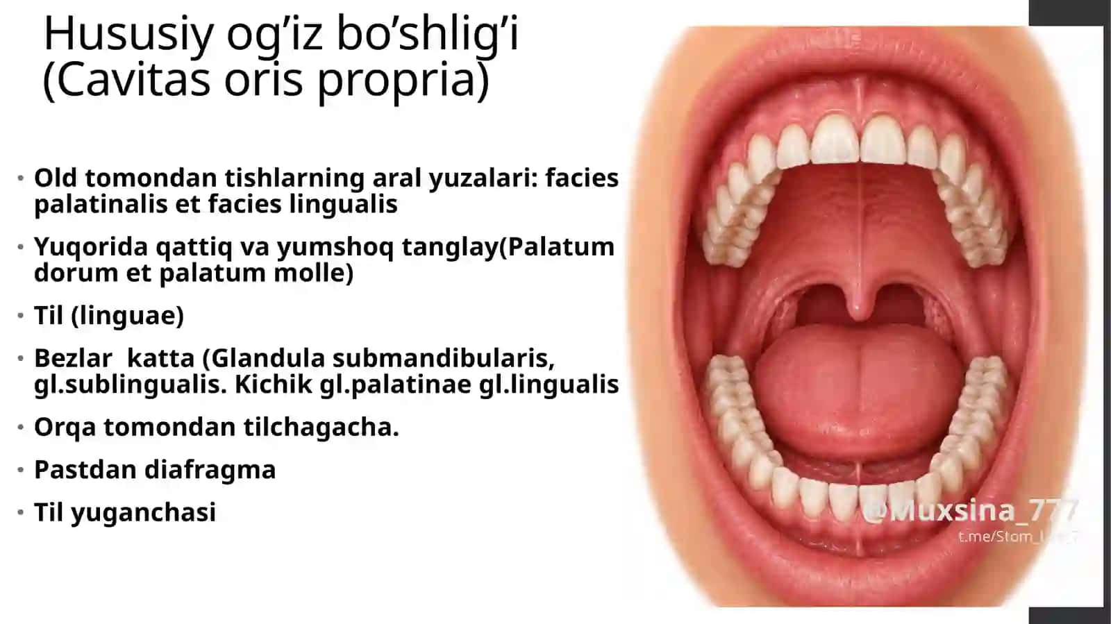 Ogʻiz boʻshligʻi: Ogʻiz dahlizi va xususiy ogʻiz boʻshligʻi 4