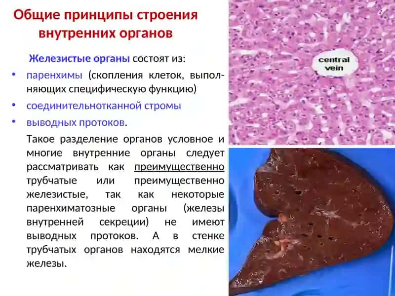 ОБЩАЯ СПЛАНХНОЛОГИЯ 4