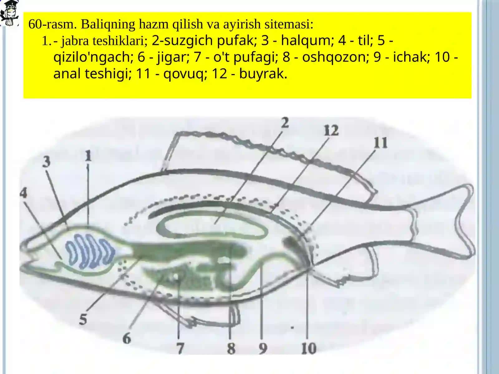 Baliqlarningxilma-xilligi 4