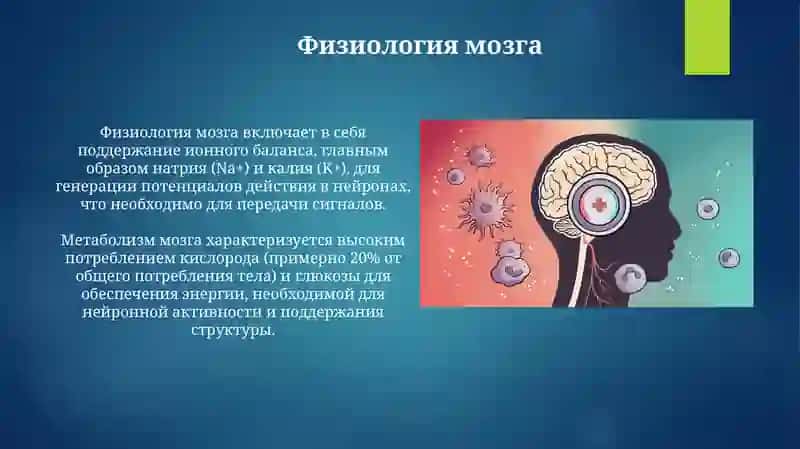 Презентация: Головной мозг 4