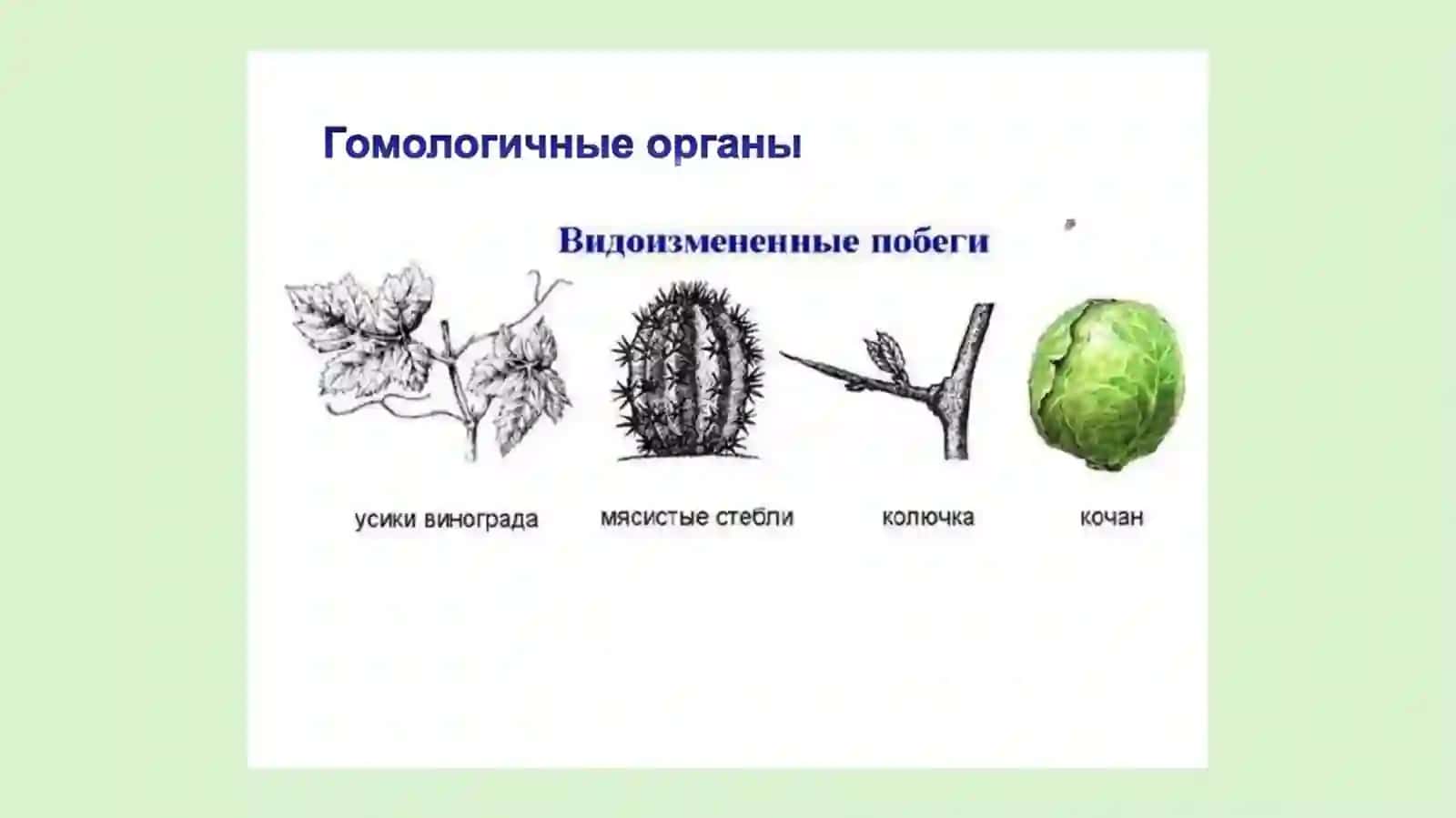 Gomologik va analogik organlar 4