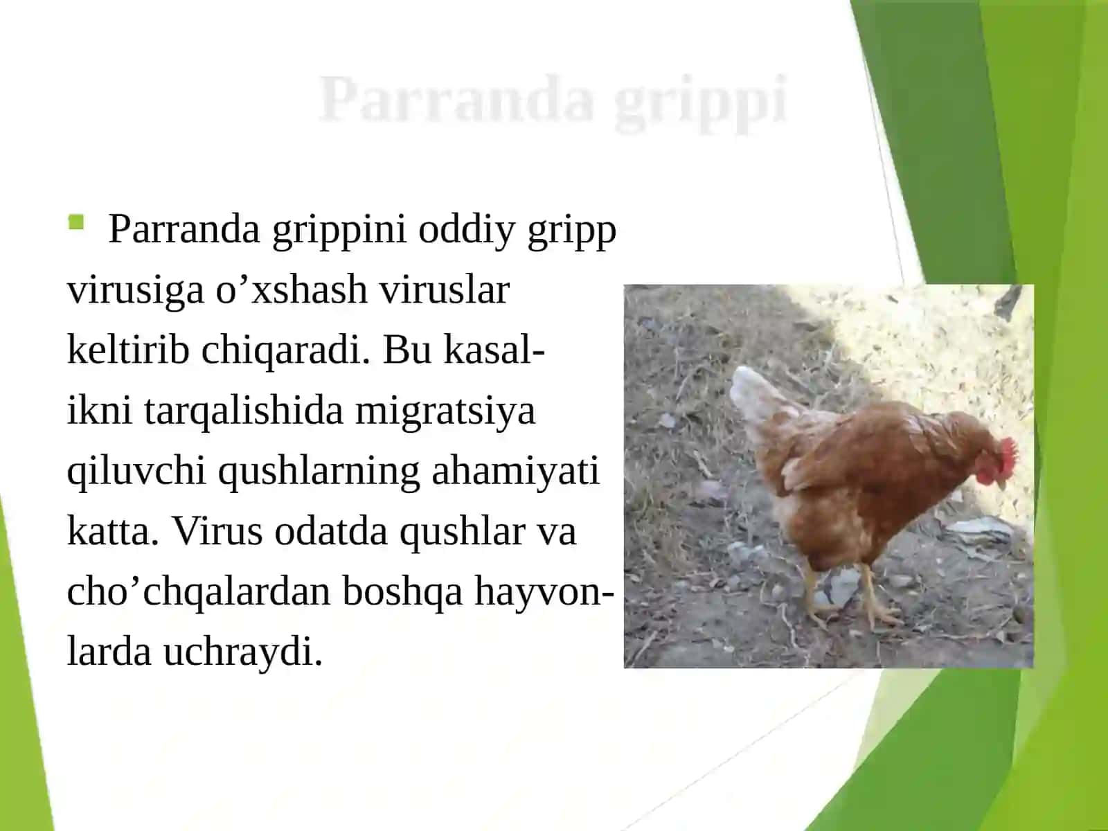 PARRANDA VA CHO’CHQA GRIPPI 4