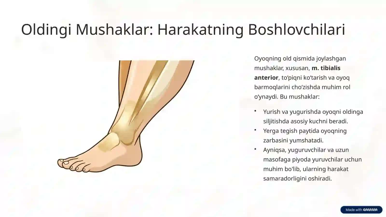 Oyoq Mushaklarining Vazifalari 4
