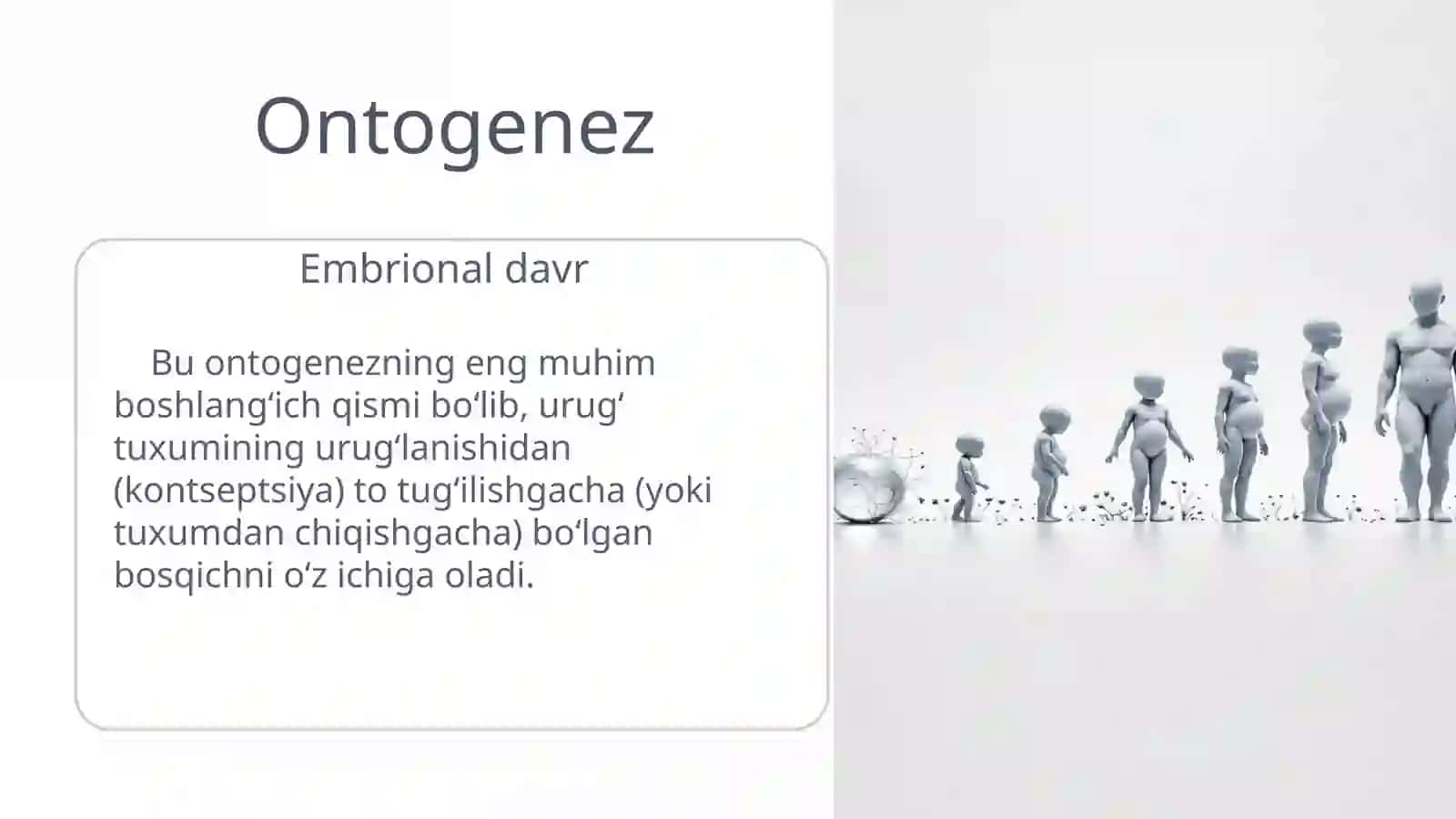 Individual rivojlanishning umumiy qonuniyatlari. Regeneratsiya. Gomeostaz 4