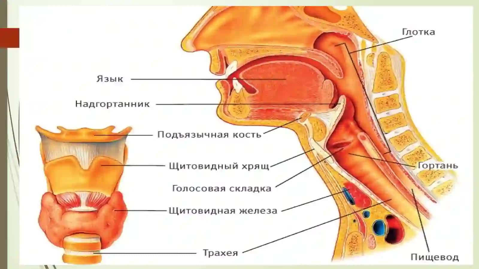 HALQUM TUZILISHI. SINOPATIYA VA SKLETOTOPIYASI 4