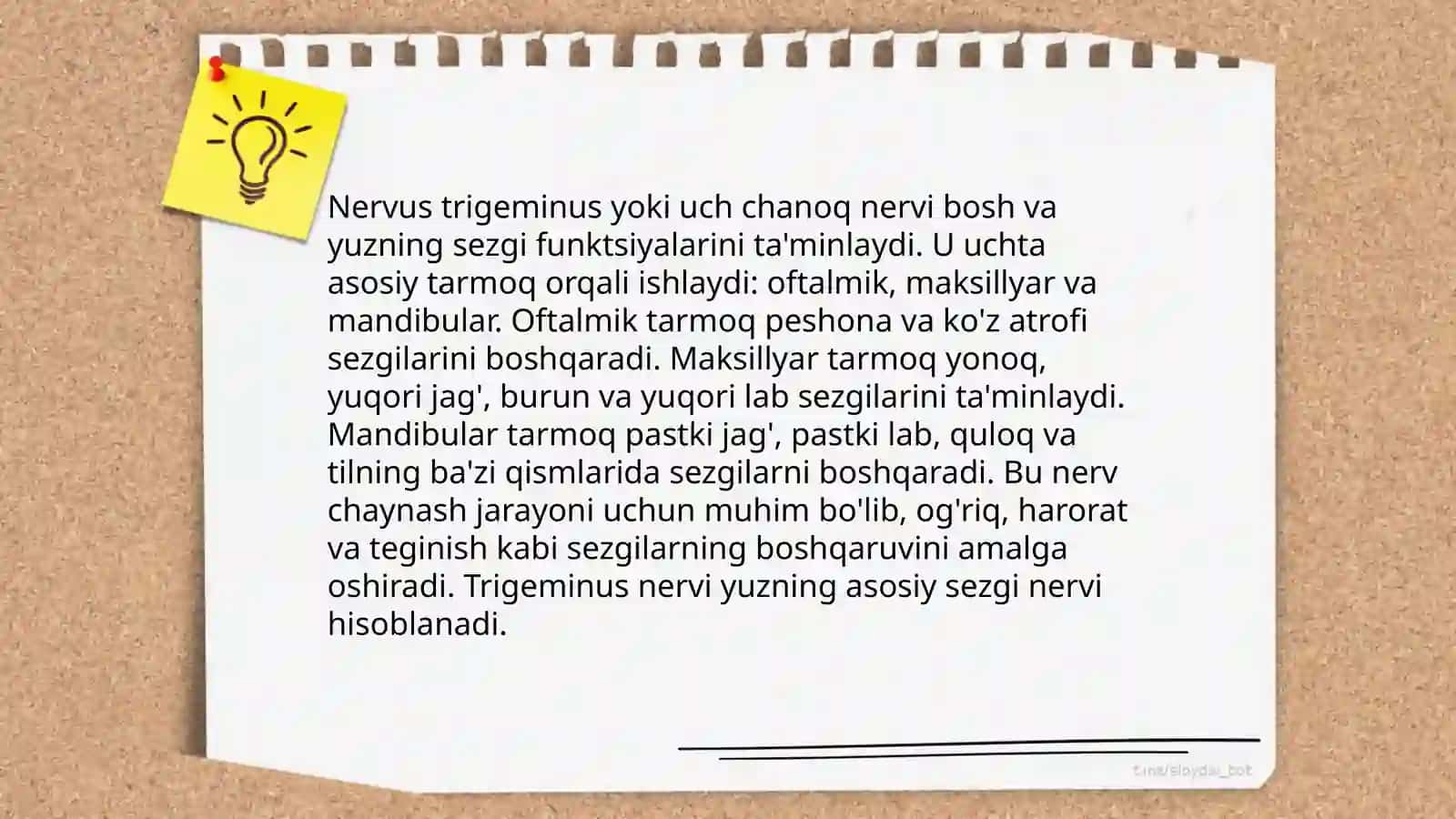Nervus trigeminus anatomiyasi 4