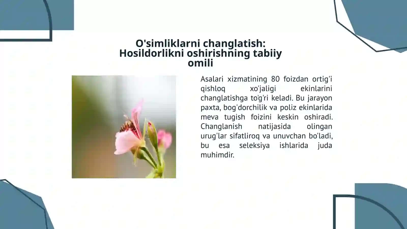 Asalarichilikning qishloq xo'jaligidagi o'rni va roli 4
