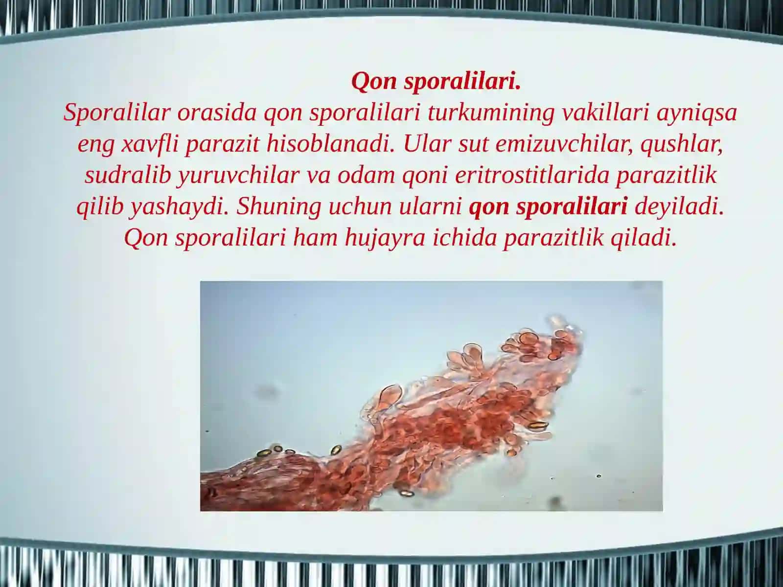 Spоrаlilаr tipi ko’p hujаyrаlilаr kеnjа dunyosi ko’p hujаyrаlilаrning kеlib chiqishi 4