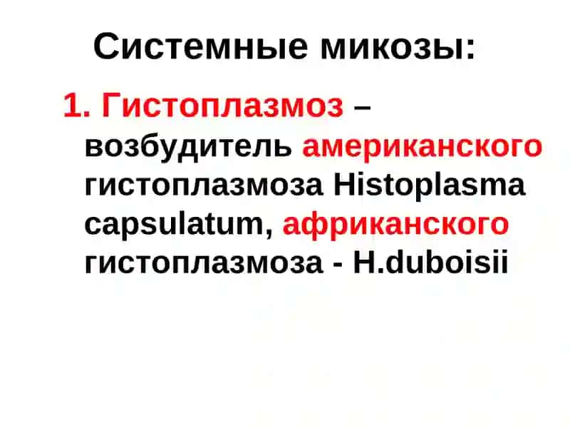 Возбудители микозов 4