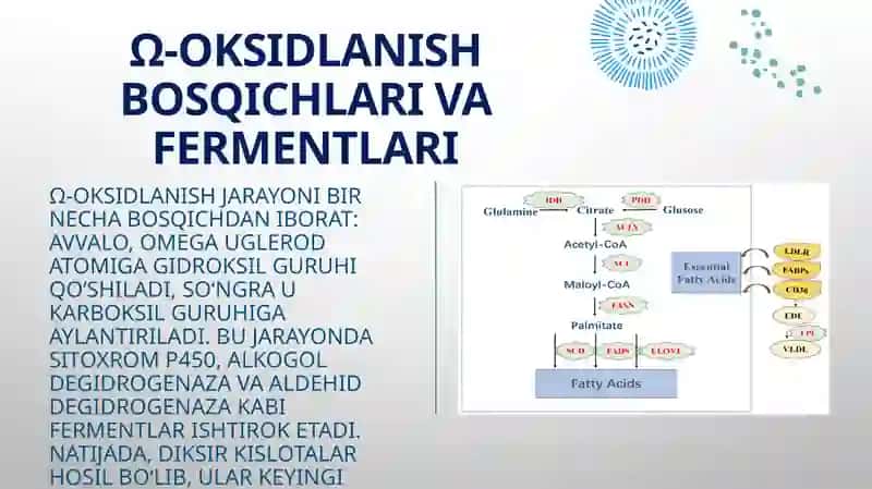Yogʻkislotalarining ω-oksidlanishi, ahamiyati va buzilishlari 4