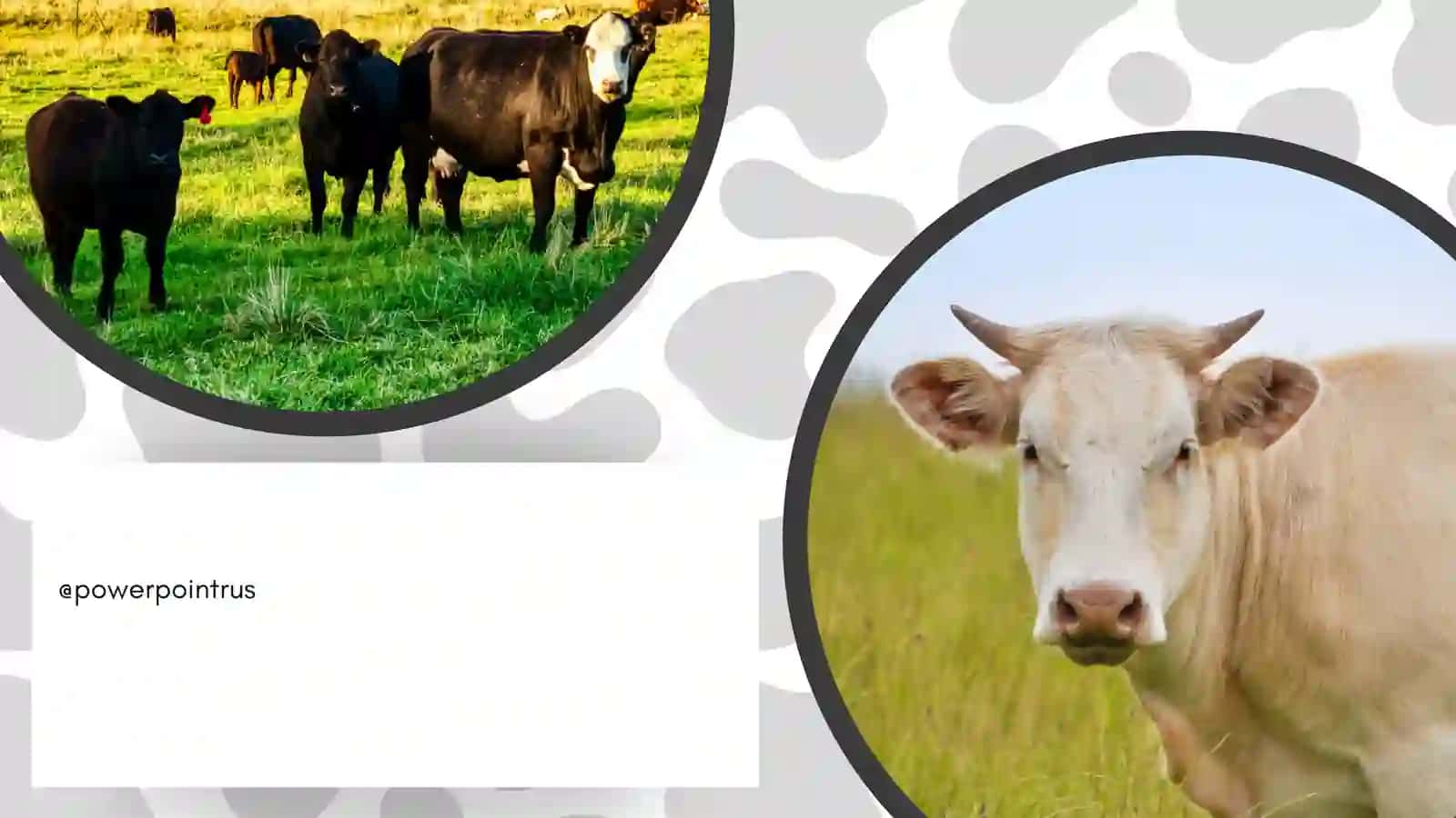 Cows 4