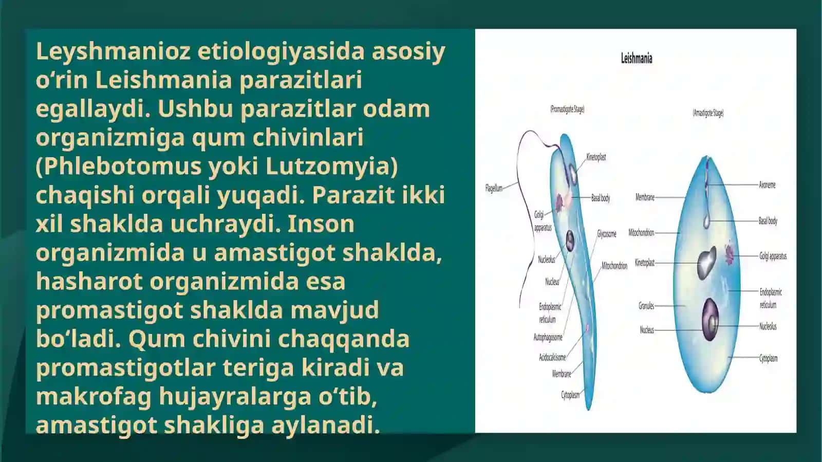 Leyshmaniozning tuberkuloid turi. Visseral leyshmanioz 4