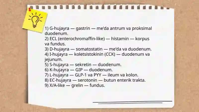 Hazmlanish jarayonining endokren boshqariluvi 4