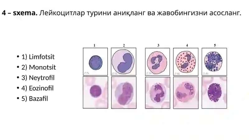 Gistalogiya fani uchun 50 ta muhim preparatlar va ularning ta'riflari bilan 4