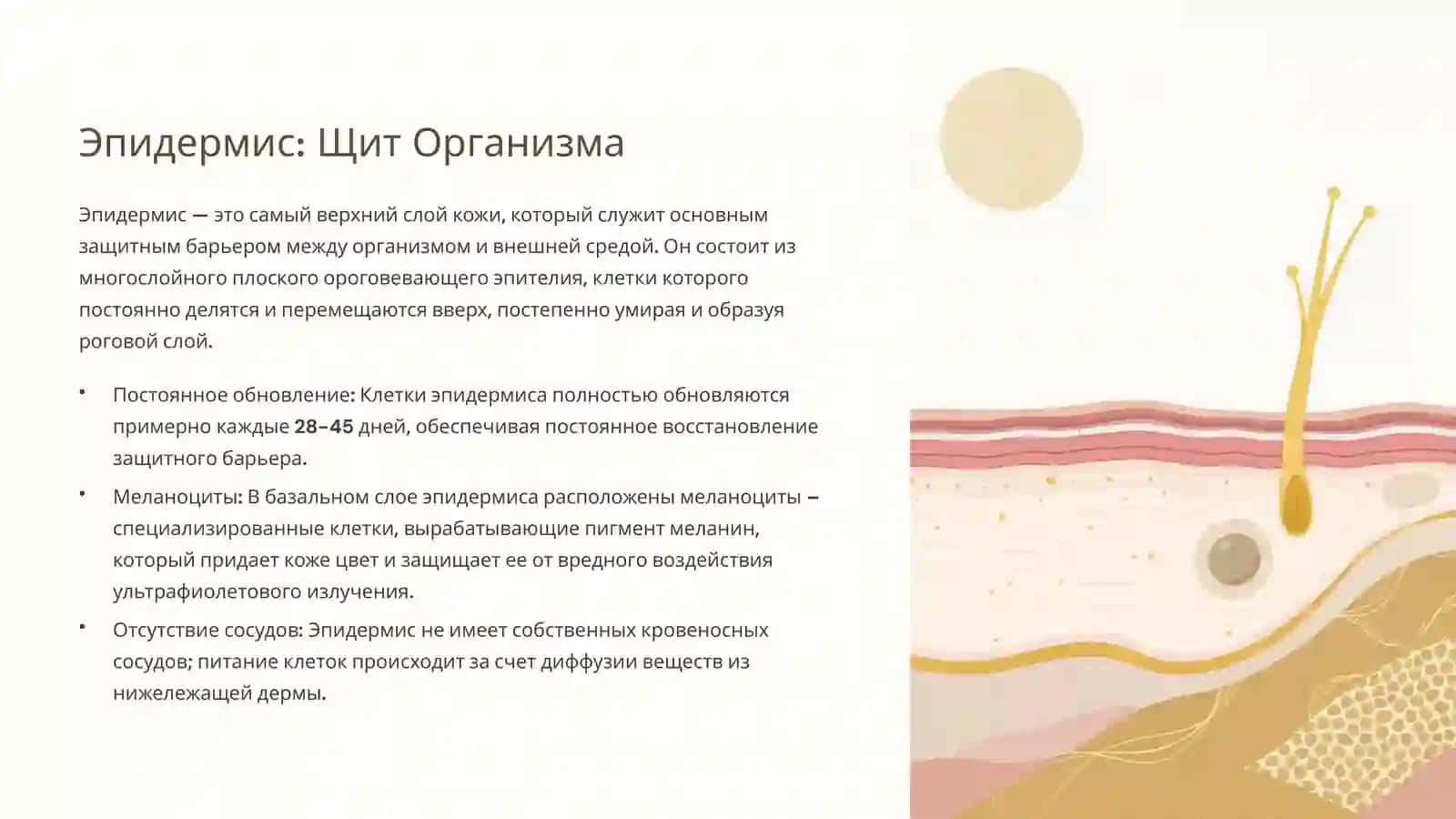 Кожа — Основной Орган и Ее Жизненно Важные Функции 4