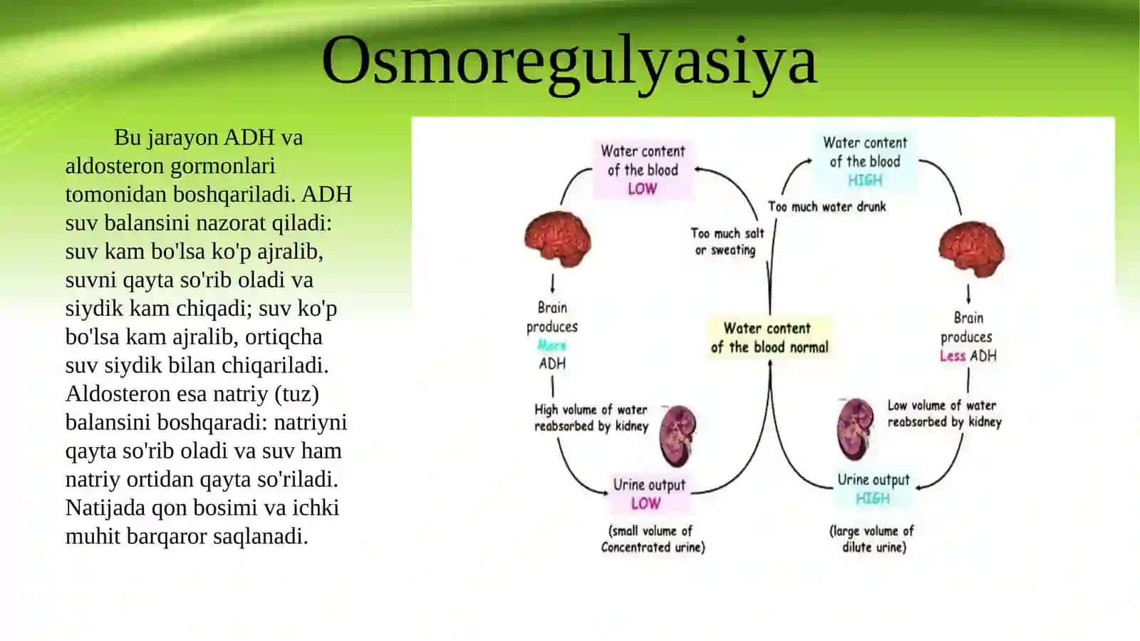 Ayiruv tizimi fiziologiyasi 4