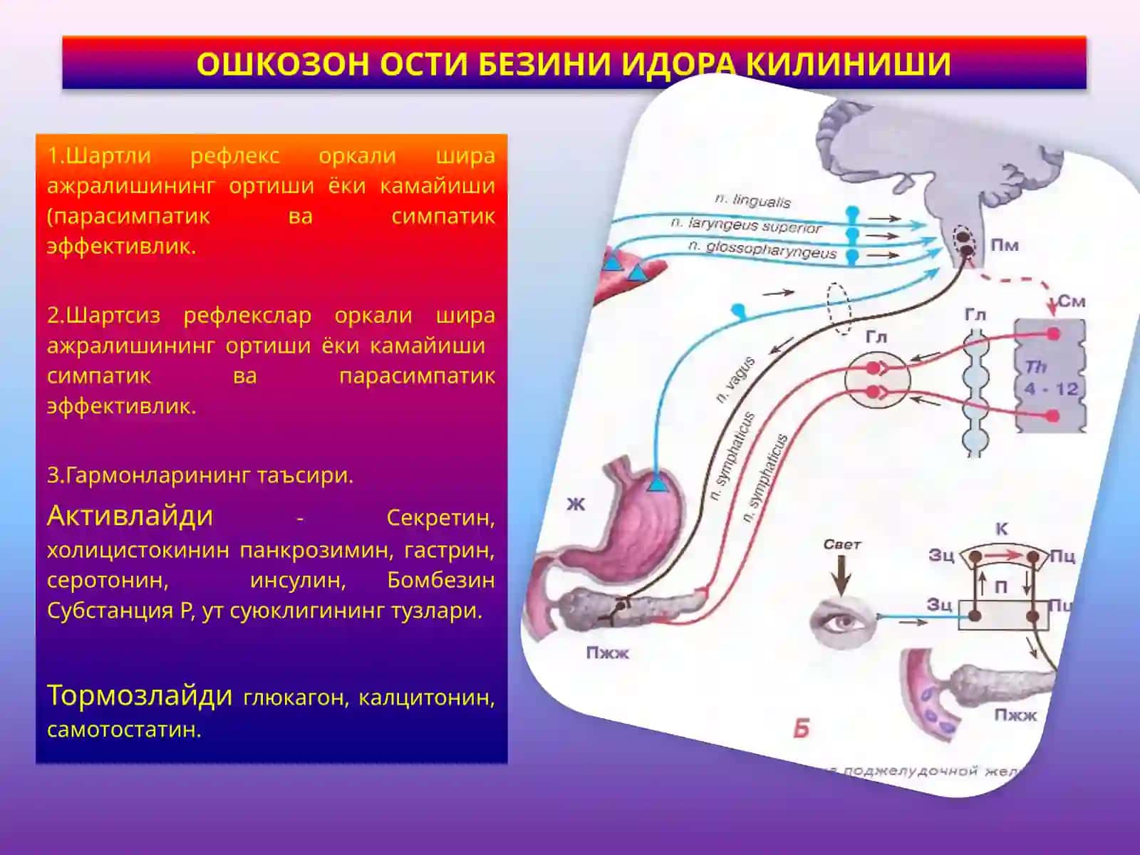 Ошко-зон ости бе-зи физиологияси 4