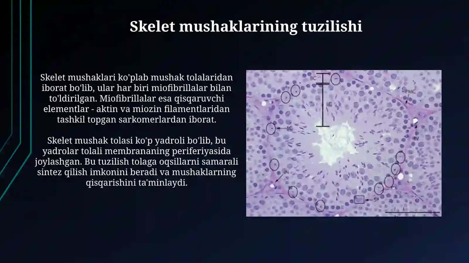 Mushak toʻqimasi tuzilishi va vazifasi 4