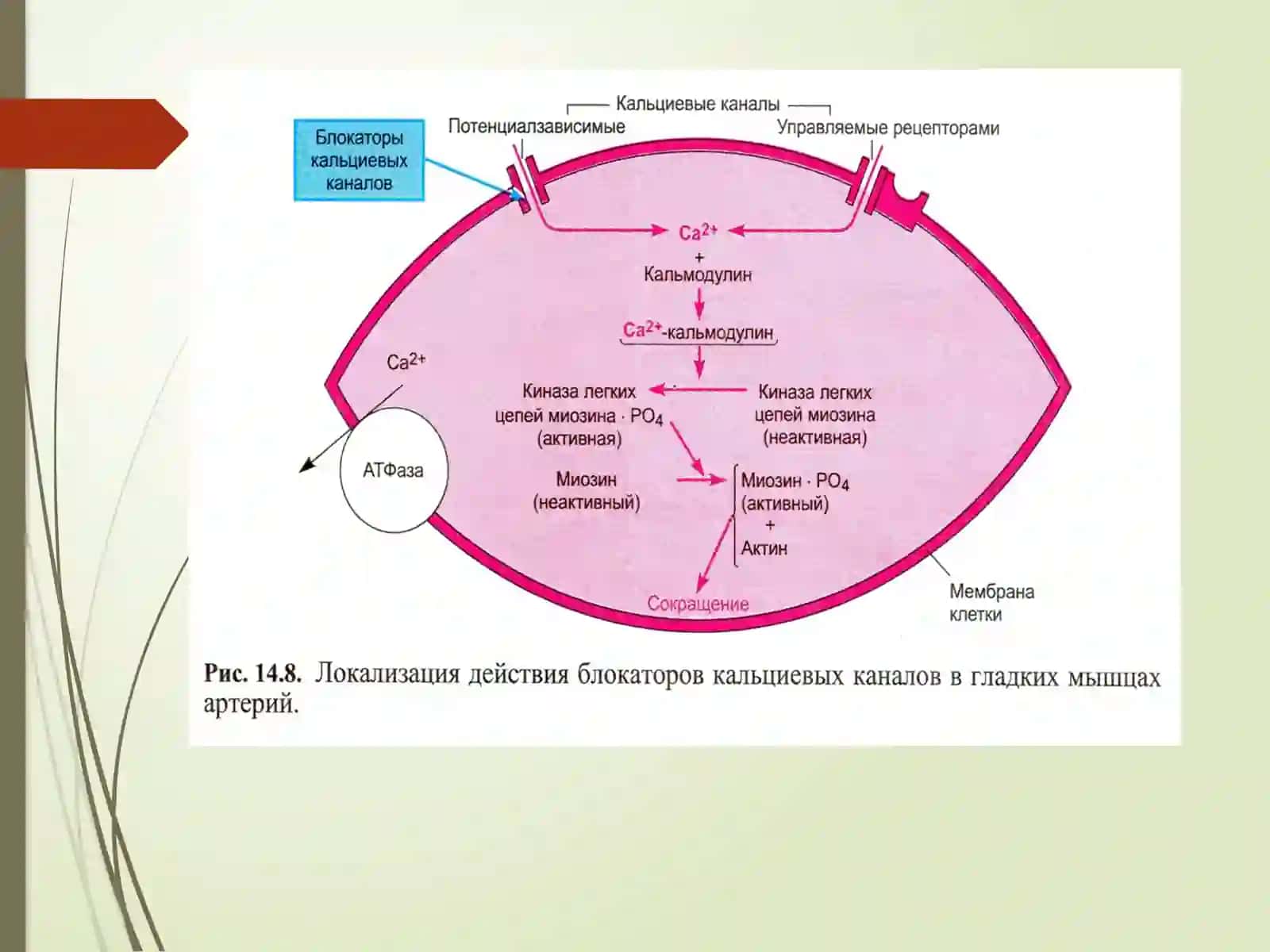 ArterialGIPOTENZIV VOSITALARningklinik-farmakologikxususiyatlari 4