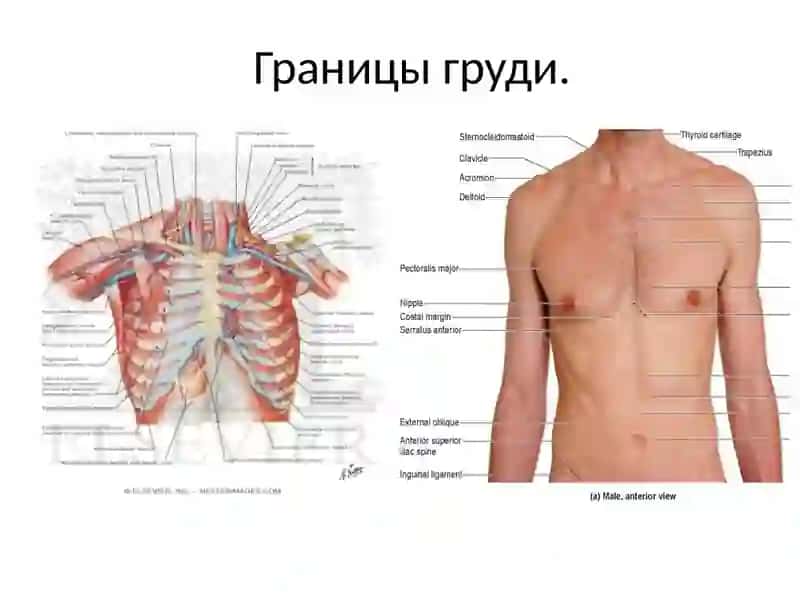 Топографическая анатомия груди 4
