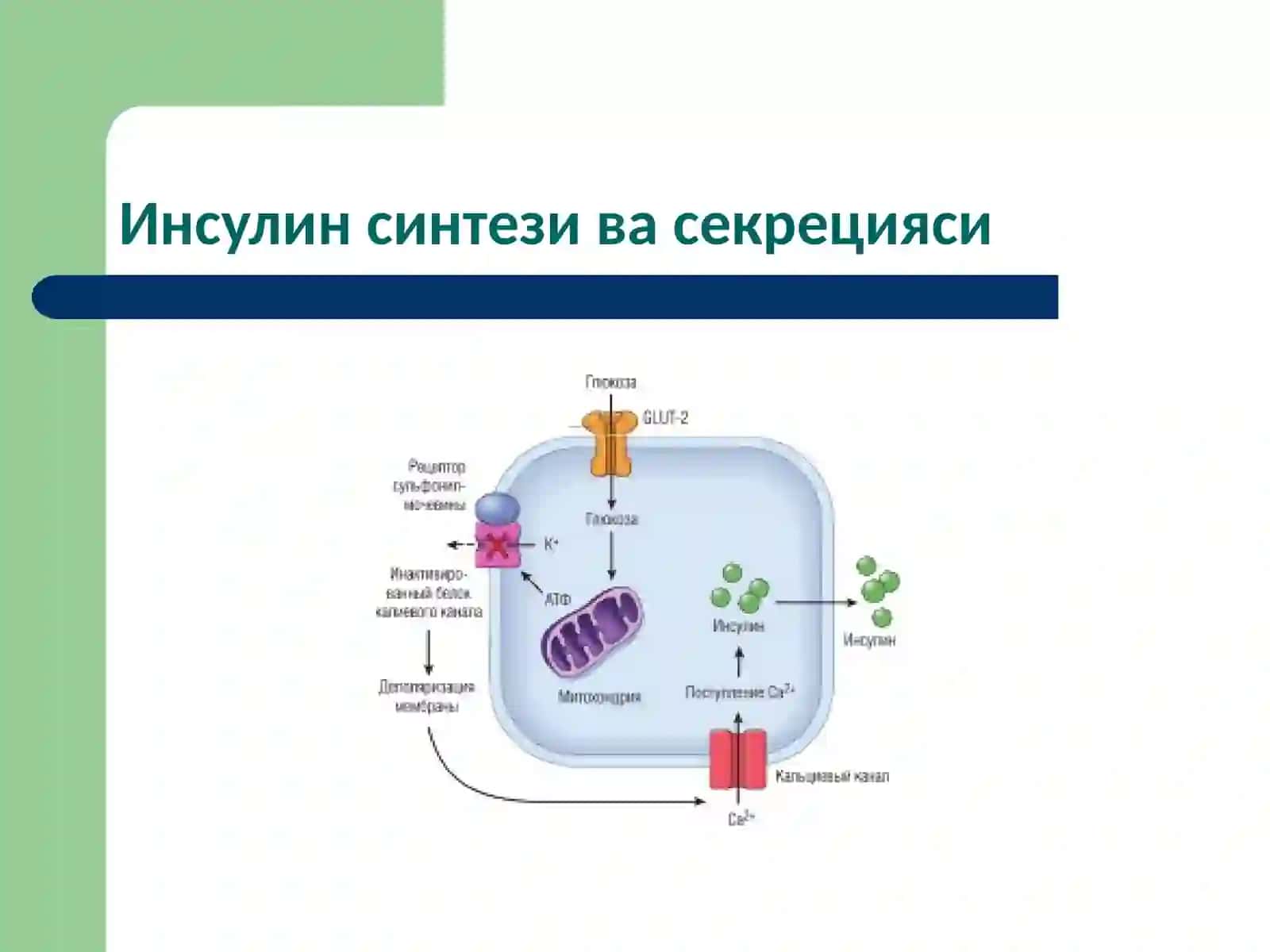 Моддалар алмашинуви хastaliklari 4