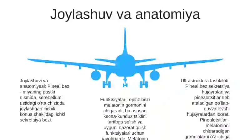Epifizning Ultrastrukturaviy Tashkil Etilishi Va Funktsiyalari 4
