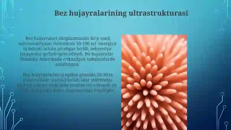 Bez sekretsiyasining ultrastruktura asoslari 4