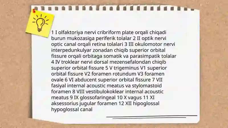 Inson bosh miya asablari anatomiyasi, fizialogiyasi va patalogiyasi 4