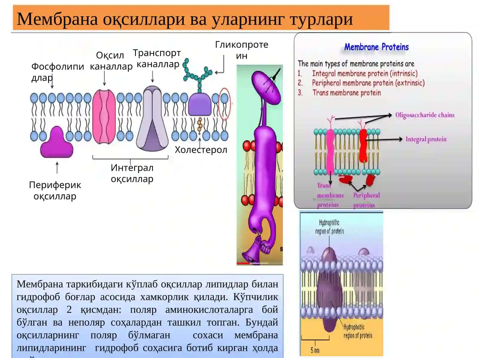 Биологик мембраналарструктураси ва функцияси 4