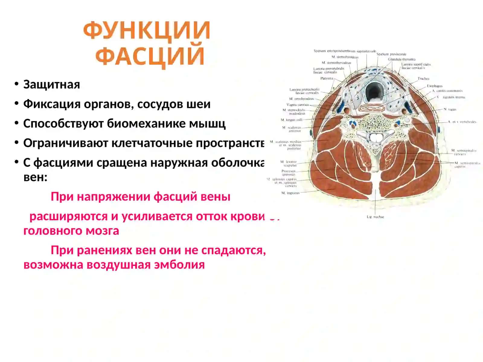 Клиническая анатомия и оперативная хирургия шейной области 4