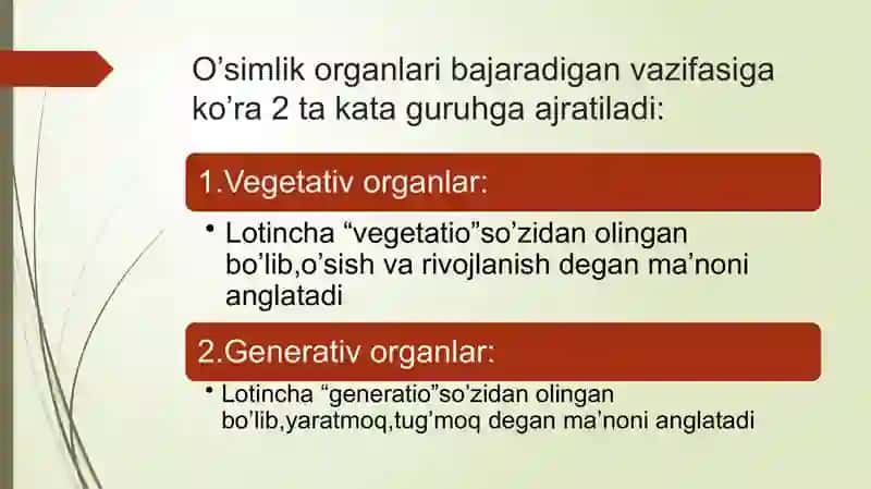 Vegetativ organlar 4