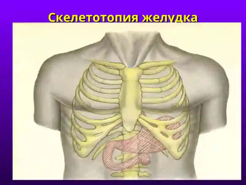 ЛЕКЦИЯ № 7 (2.2) Принципы хирургических операций на желудочно-кишечном тракте. Операции на желудке. 4