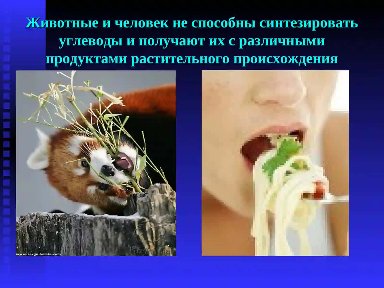 Углеводы и липиды 4