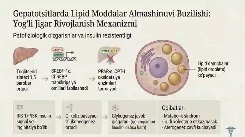 Surunkali gepatitlar xoletsistit va yogʻlar hazmlanishi buzilishining klinik patofiziologik aspektla 4