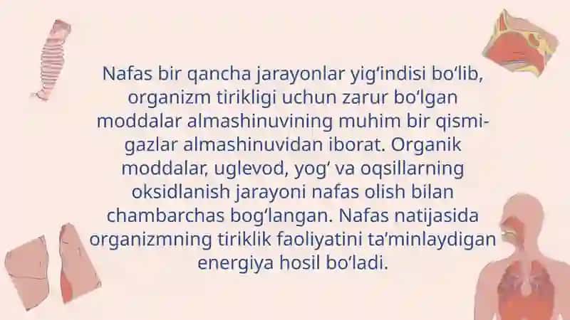 Nafas olish mexanizmi 4