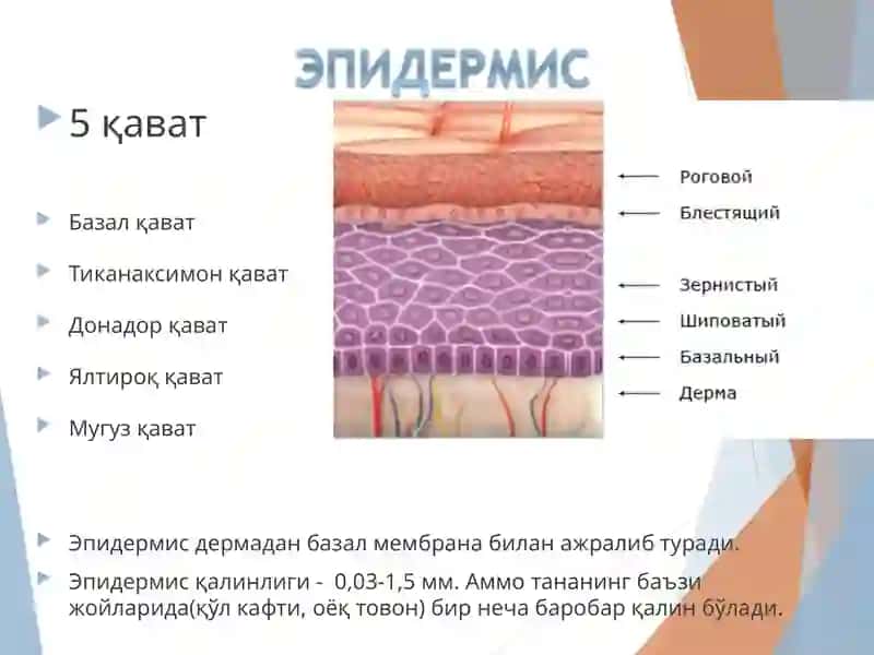 Дерматоз диагностикаси тамойиллари 4