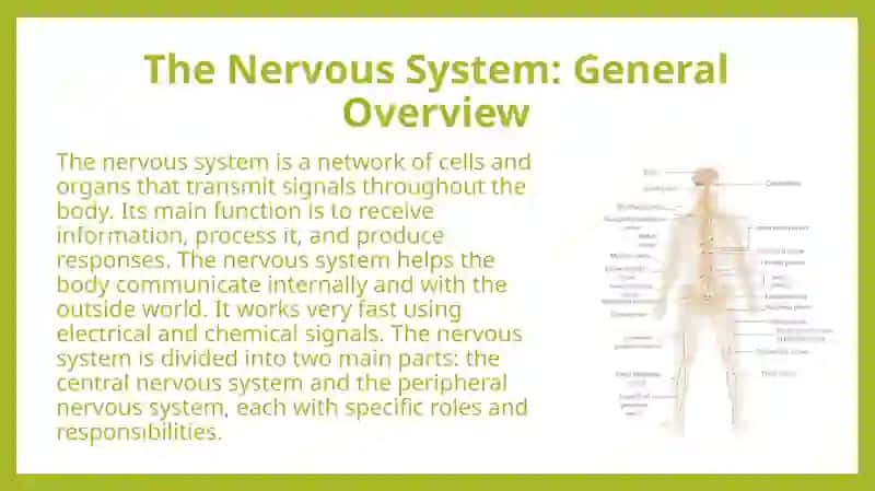 Brain and the Nervous System 4