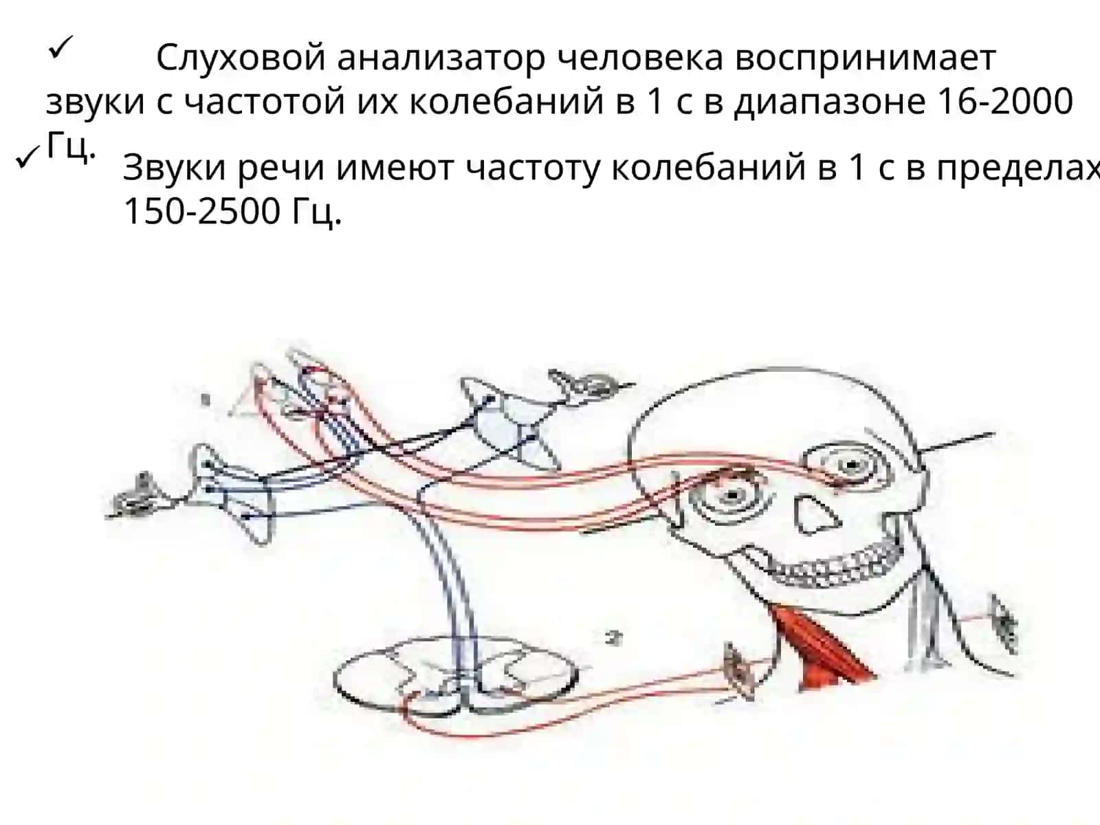 Анатомия и физиология слуховой, вестибулярной сенсорной системы 4