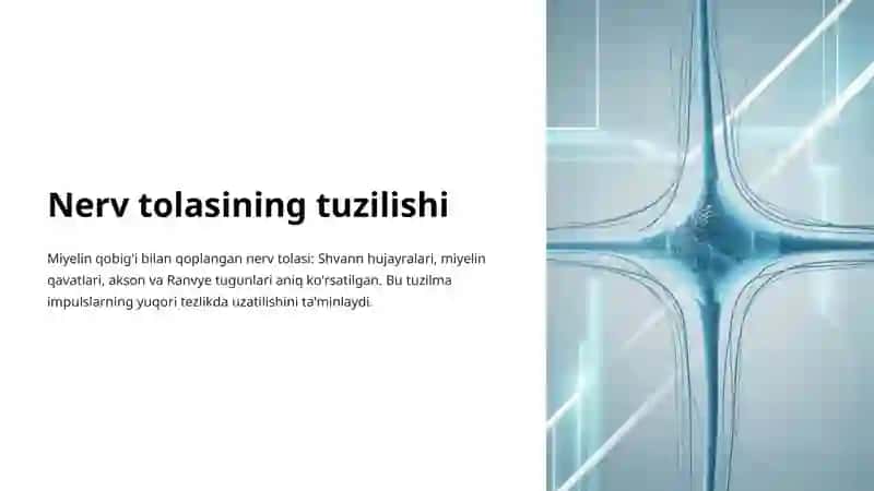Nerv Tolalari Turlari: Tuzilishi va Funksiyalari 4