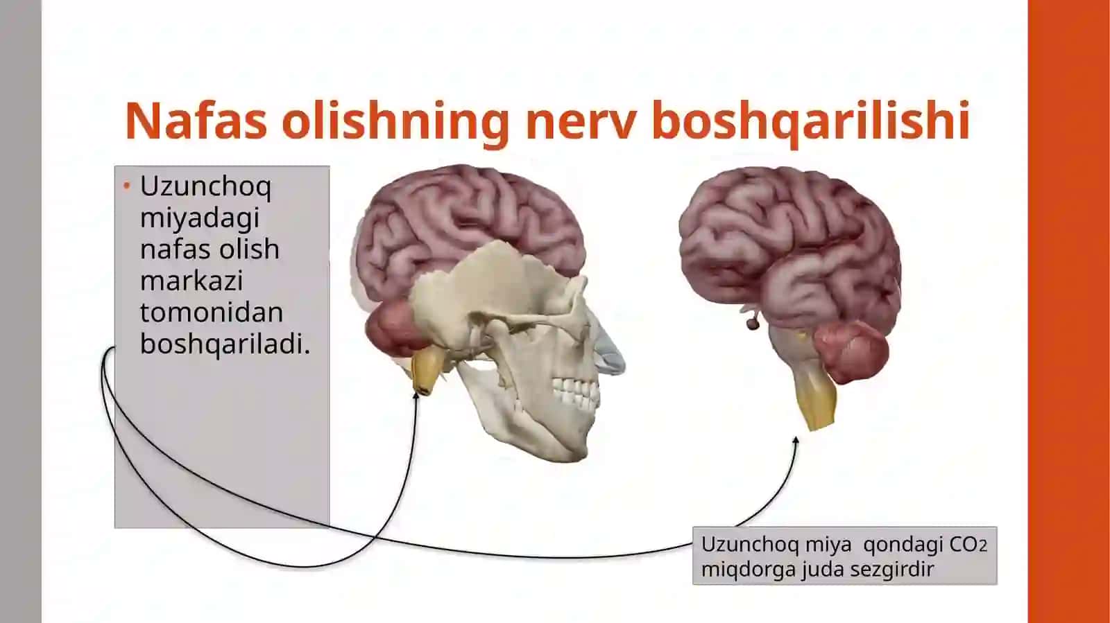 Nafas olishning boshqarilishi, nafas olish organlari kasalliklari 4