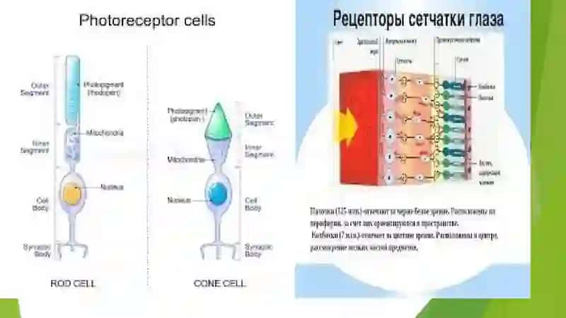 FOTORETSEPTOR HUJAYRALARNING ULTRASTRUKTURASI VA GIDTOFIZIOLOGIYASI.FOTORETSEPSIYANING SITOLOGIK VA MOLEKULYAR MEXANIZMI. GEMATOOFTALMIK TO’SIQNING TARKIBI,FUNKSIYALARI, BUZILISHLARI 4